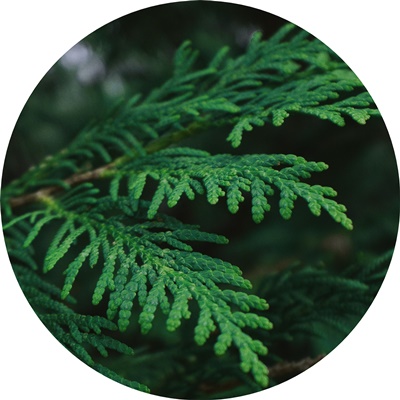 aromaterapia kliniczna, olejek cydrowy, klinika medycyny estetycznej roseti med&beauty w myślenicach