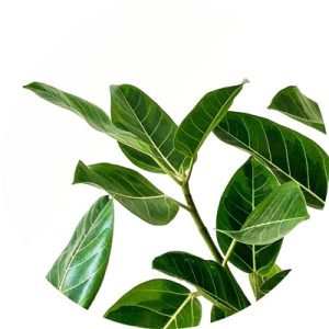 aromaterapia kliniczna, olejek z drzewa herbacianego, klinika medycyny estetycznej roseti med&beauty w myślenicach