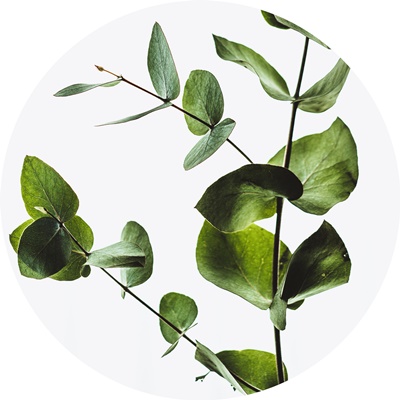 aromaterapia kliniczna, olejek eukaliptusowy, klinika medycyny estetycznej roseti med&beauty w myślenicach