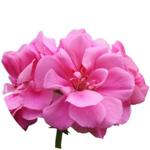 aromaterapia kliniczna, olejek geranium, klinika medycyny estetycznej roseti med&beauty w myślenicach