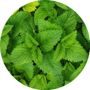 aromaterapia kliniczna, olejek miętowy, klinika medycyny estetycznej roseti med&beauty w myślenicach