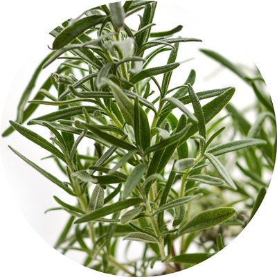 aromaterapia kliniczna, olejek rozmarynowy, klinika medycyny estetycznej roseti med&beauty w myślenicach