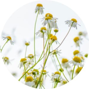 aromaterapia kliniczna, olejek rumiankowy, klinika medycyny estetycznej roseti med&beauty w myślenicach